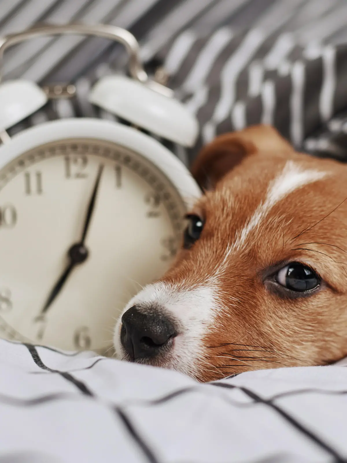 Jack russell terrier dog sleeps in bed with vintage alarm clock. Wake up and morning concept