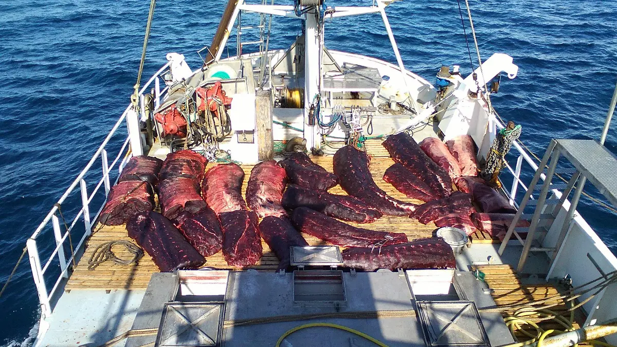 dpatopbilder - HANDOUT - 27.09.2021, Norwegen, ---: Walfleisch liegt auf dem Deck eines Schiffes (Aufnahmedatum unbekannt). In Norwegen sind in der diesjährigen Walfangsaison mehr als 570 Zwergwale getötet worden. (zu dpa «Mehr als 570 Wale in diesem Jahr in Norwegen gefangen») Foto: Michael Tenten/IMMCS/dpa - ACHTUNG: Nur zur redaktionellen Verwendung im Zusammenhang mit der aktuellen Berichterstattung und nur mit vollständiger Nennung des vorstehenden Credits +++ dpa-Bildfunk +++