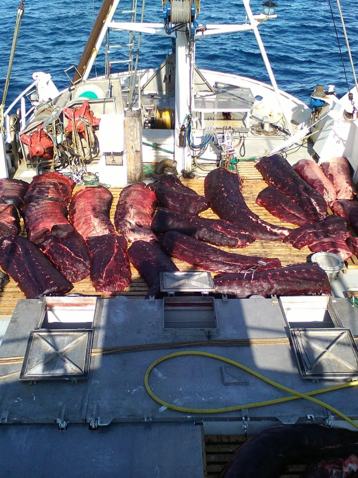 dpatopbilder - HANDOUT - 27.09.2021, Norwegen, ---: Walfleisch liegt auf dem Deck eines Schiffes (Aufnahmedatum unbekannt). In Norwegen sind in der diesjährigen Walfangsaison mehr als 570 Zwergwale getötet worden. (zu dpa «Mehr als 570 Wale in diesem Jahr in Norwegen gefangen») Foto: Michael Tenten/IMMCS/dpa - ACHTUNG: Nur zur redaktionellen Verwendung im Zusammenhang mit der aktuellen Berichterstattung und nur mit vollständiger Nennung des vorstehenden Credits +++ dpa-Bildfunk +++