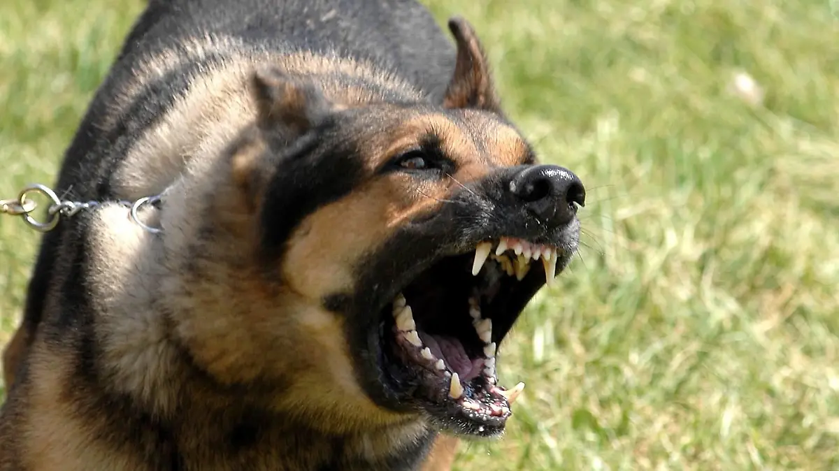 Norman a military working dog waits to be unleashed and go after his target during training. Offutt Air Force Base Norman Nebraska April 17 2007 . Courtesy Everett Collection PUBLICATIONxINxGERxSUIxAUTxONLY Copyright: xCourtesyxEverettxCollectionx HISL028 EC136