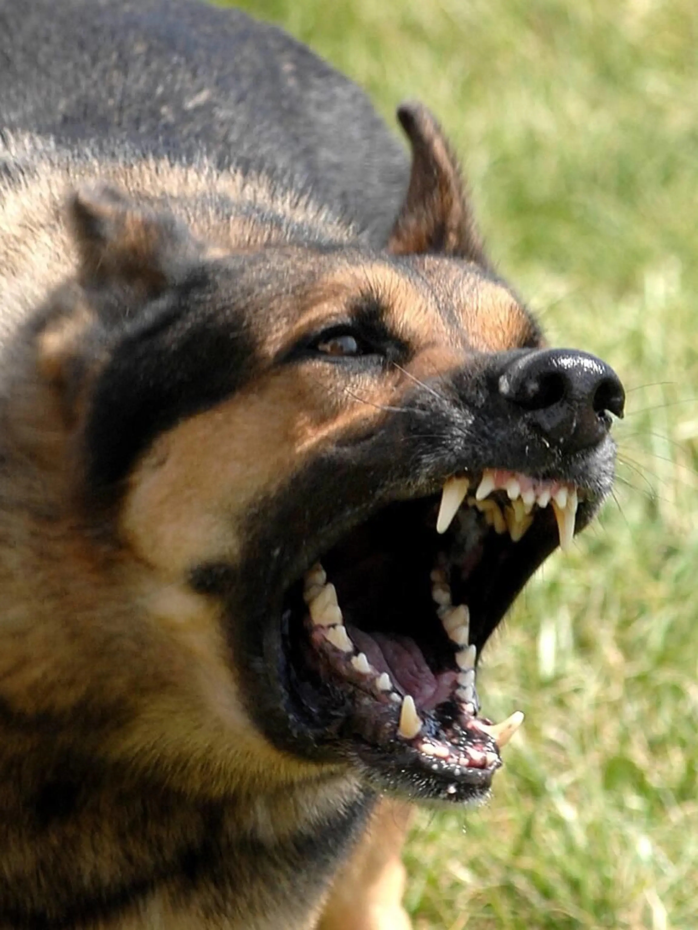 Norman a military working dog waits to be unleashed and go after his target during training. Offutt Air Force Base Norman Nebraska April 17 2007 . Courtesy Everett Collection PUBLICATIONxINxGERxSUIxAUTxONLY Copyright: xCourtesyxEverettxCollectionx HISL028 EC136