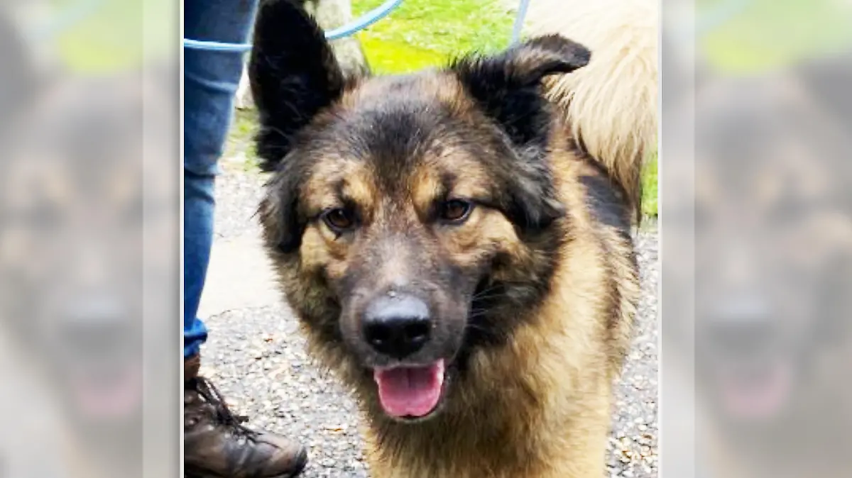 Schäferhund-Mischling Teddy sucht ein neues Heim