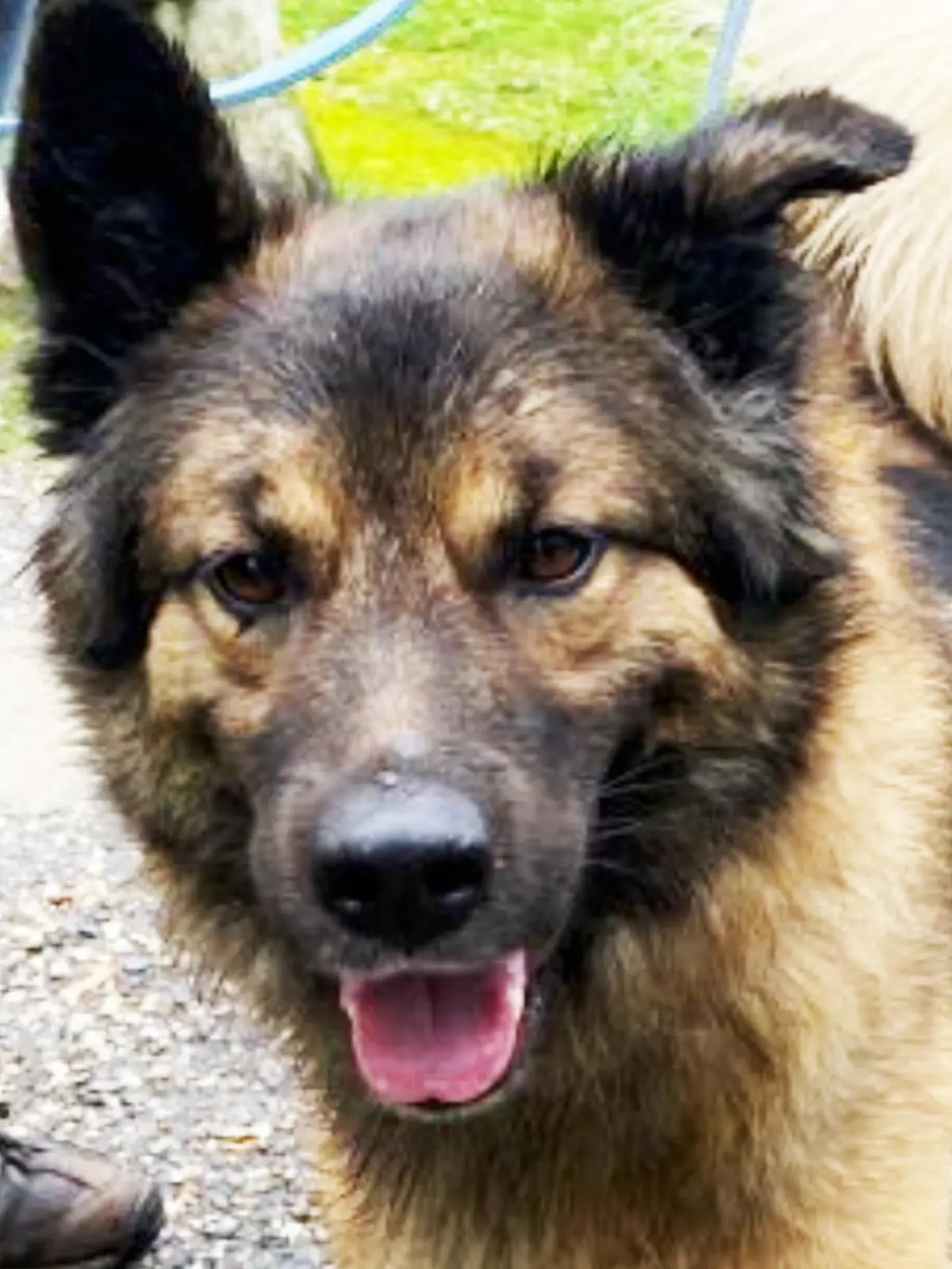 Schäferhund-Mischling Teddy sucht ein neues Heim
