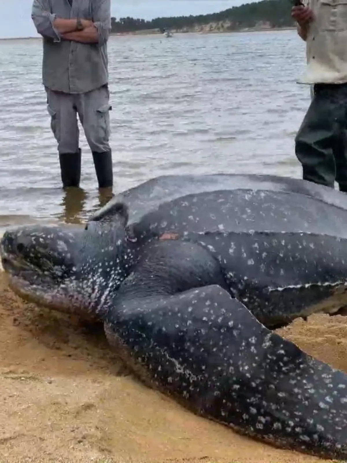Eigentlich wohnt die Lederschildkröte im Meer. Bei Flut wurde sie jedoch in einen Fluss gespült, in dem sie, nach einsetzen der Ebbe, schließlich fest saß.