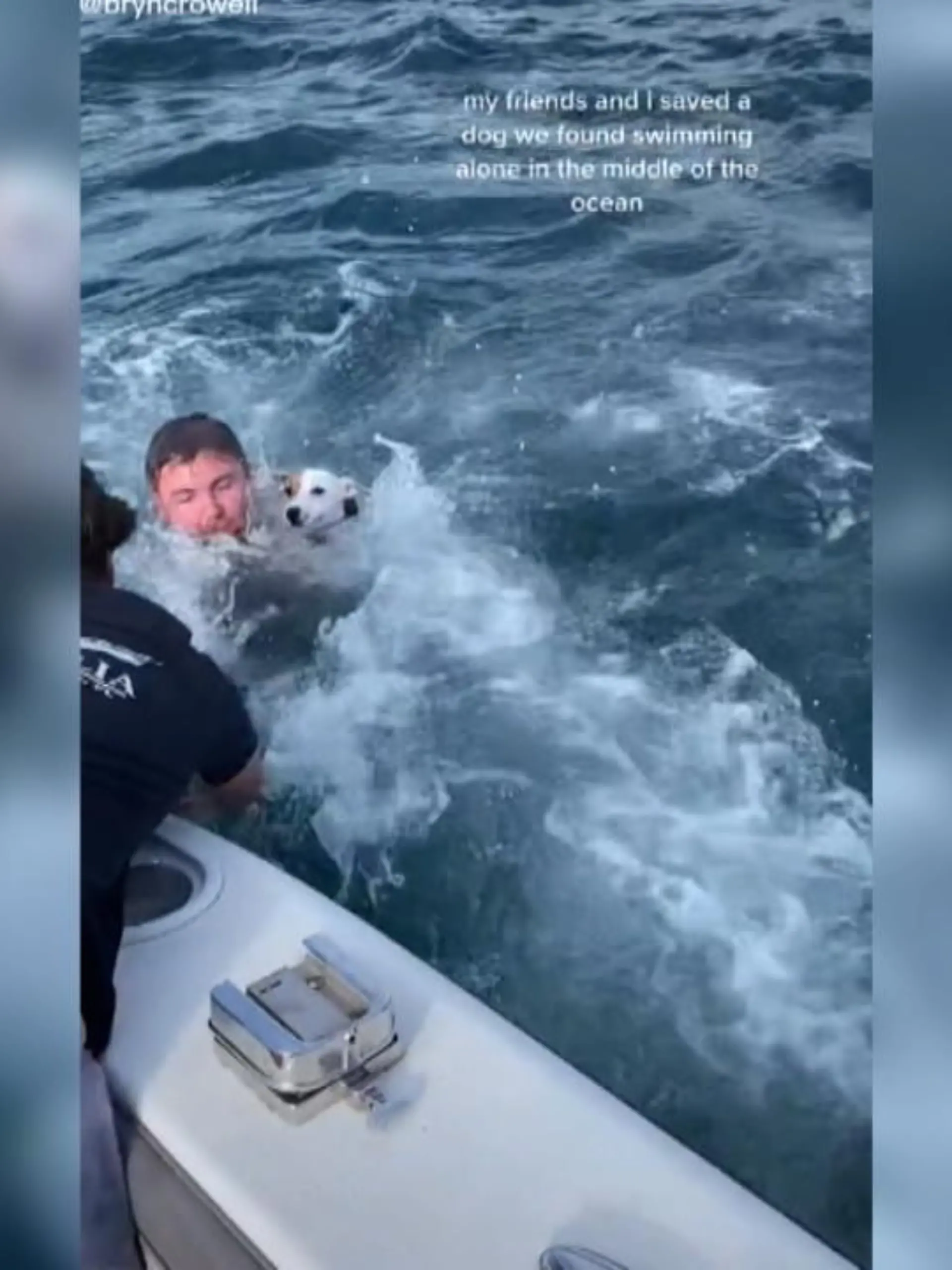 Bild zu: "Gruppe entdeckt kleinen Hund im Ozean"
