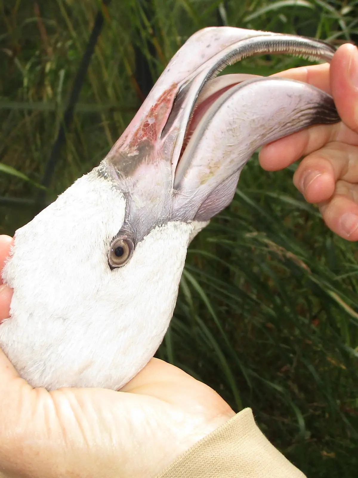 Wegen nicht art- und tierschutzgerechter Haltung ist in Frankfurt ein Flamingo beschlagnahmt worden. Die Vögel dürften zwar auch in unseren Breiten gehalten werden, müssten aber mindestens zu fünft sein, erklärte die Stadt am Freitag.