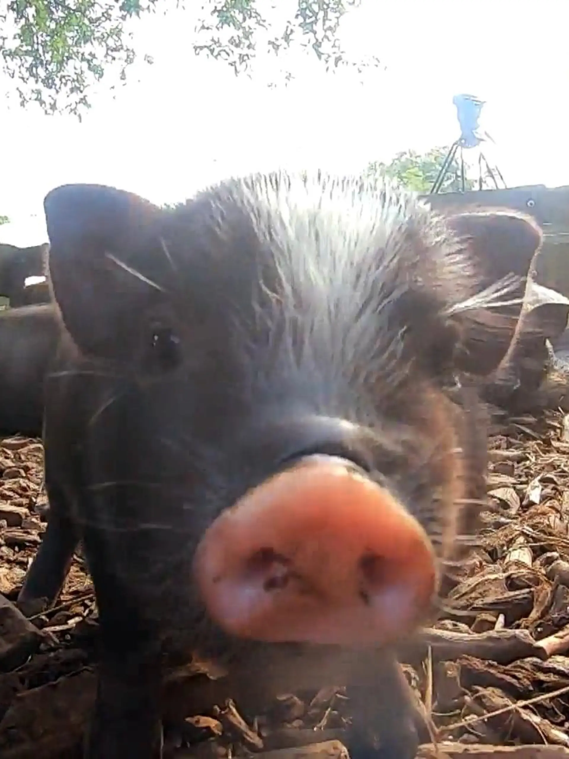 Schwein gehabt: Der Tiergarten in Falkenstein hat gleich acht neue Publikumslieblinge. Die Ferkel haben am 15. August das Licht der Welt erblickt und sind putzmunter. Unter ihnen ist jedoch kein Mädchen, acht Jungs schlendern nun durch Gehege und lassen es sich gut gehen. Wie sie den Tag verbringen und wie es für sie weiter geht, das erfahren Sie im Video. Eins ist zu sagen: Einige der Ferkel haben bislang noch kein neues Zuhause, das soll sich bald ändern. Und vielleicht mit Ihrer Hilfe.