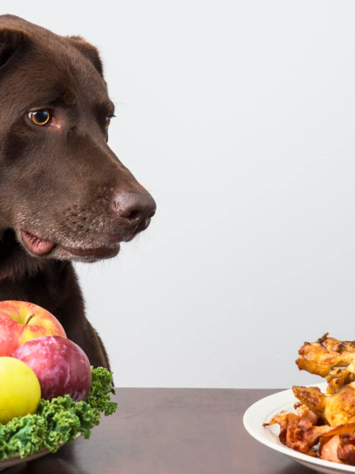 Hund vegetarisch ernähren oder nicht?
