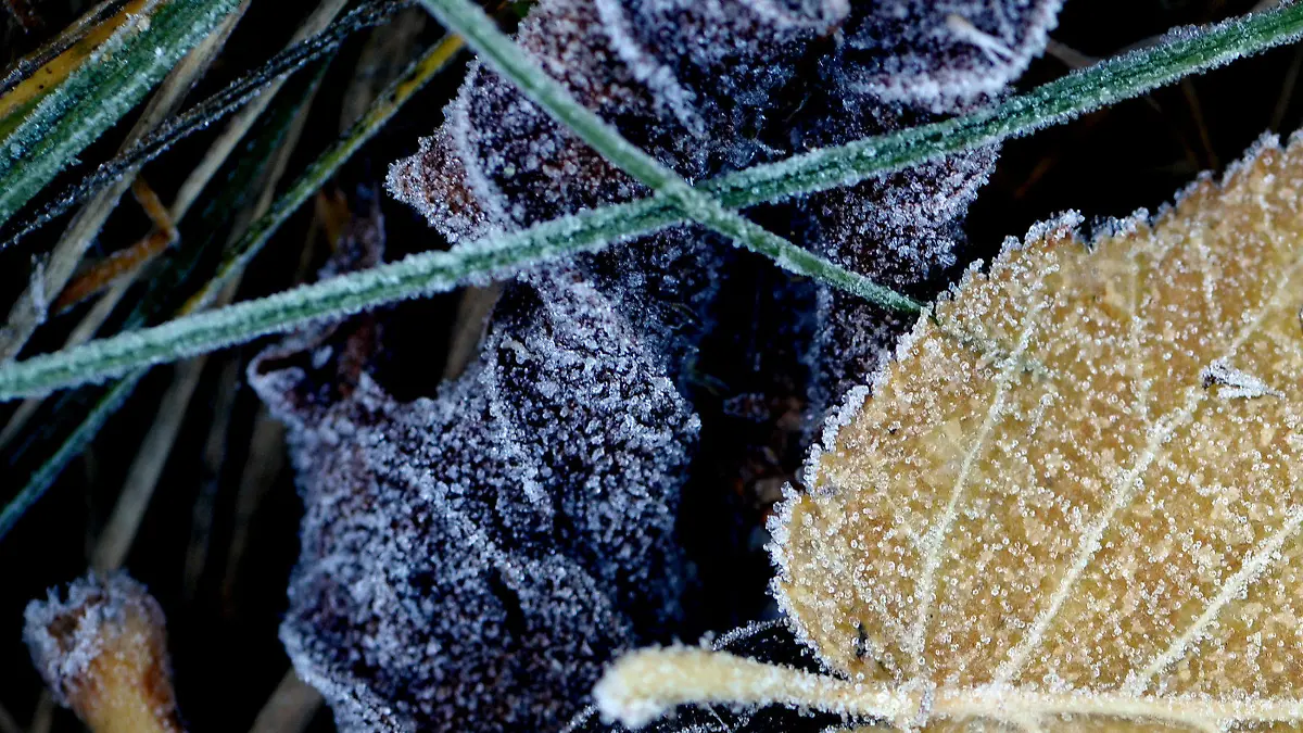 Eiskristalle leuchten im Sonnenlicht an herbstlich gefärbten Blättern in Kleinmachnow (Brandenburg) am 31.10.2013 nach leichtem Nachtfrost. Foto: Ralf Hirschberger/dpa +++(c) dpa - Bildfunk+++