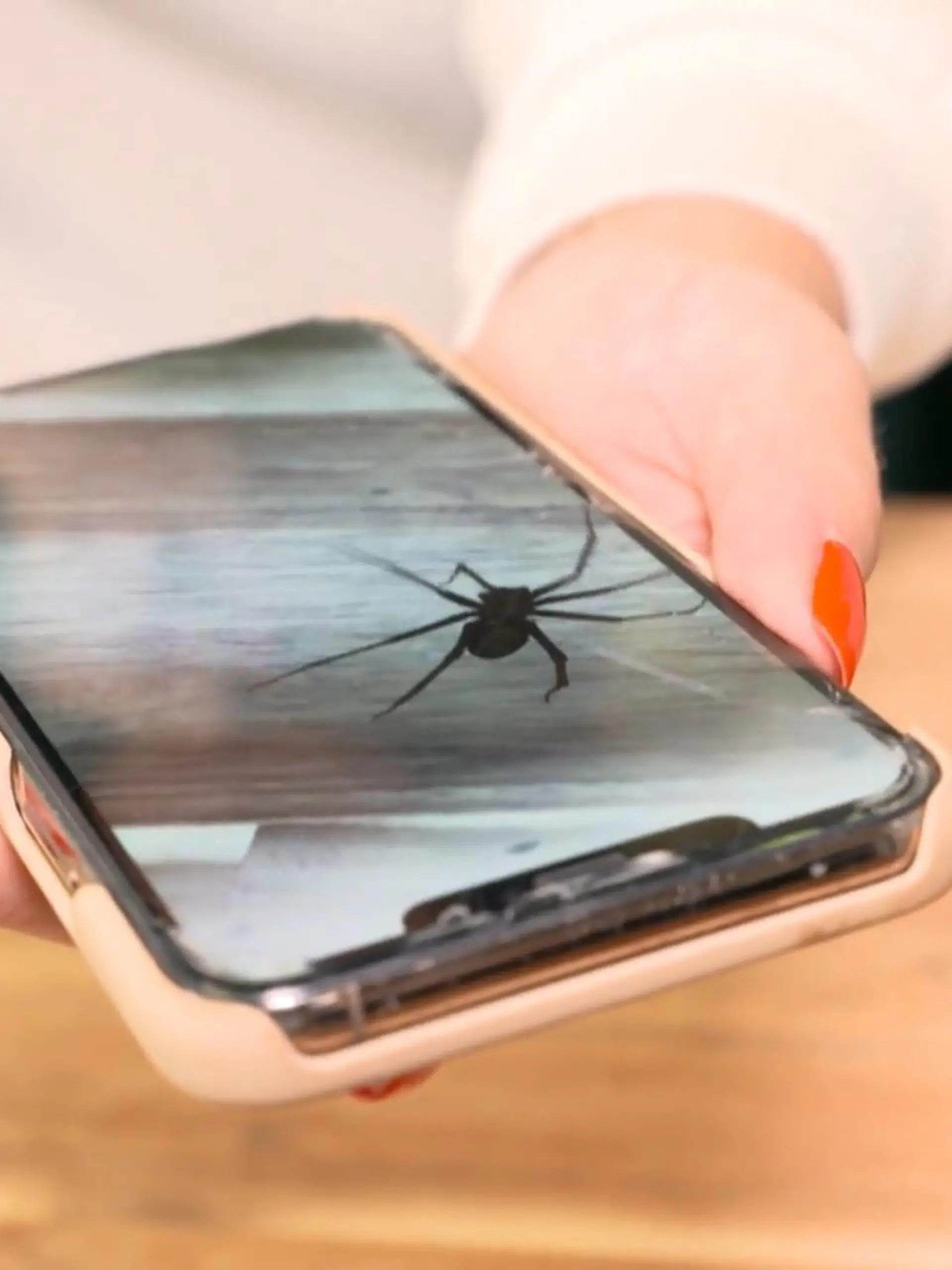 Bild zu: "App soll Angst vor Spinnen nehmen"