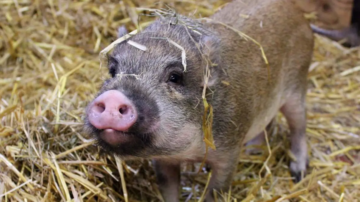 Der süße Eduardt kam als behördliche Sicherstellung zum Hamburger Tierschutzverein.