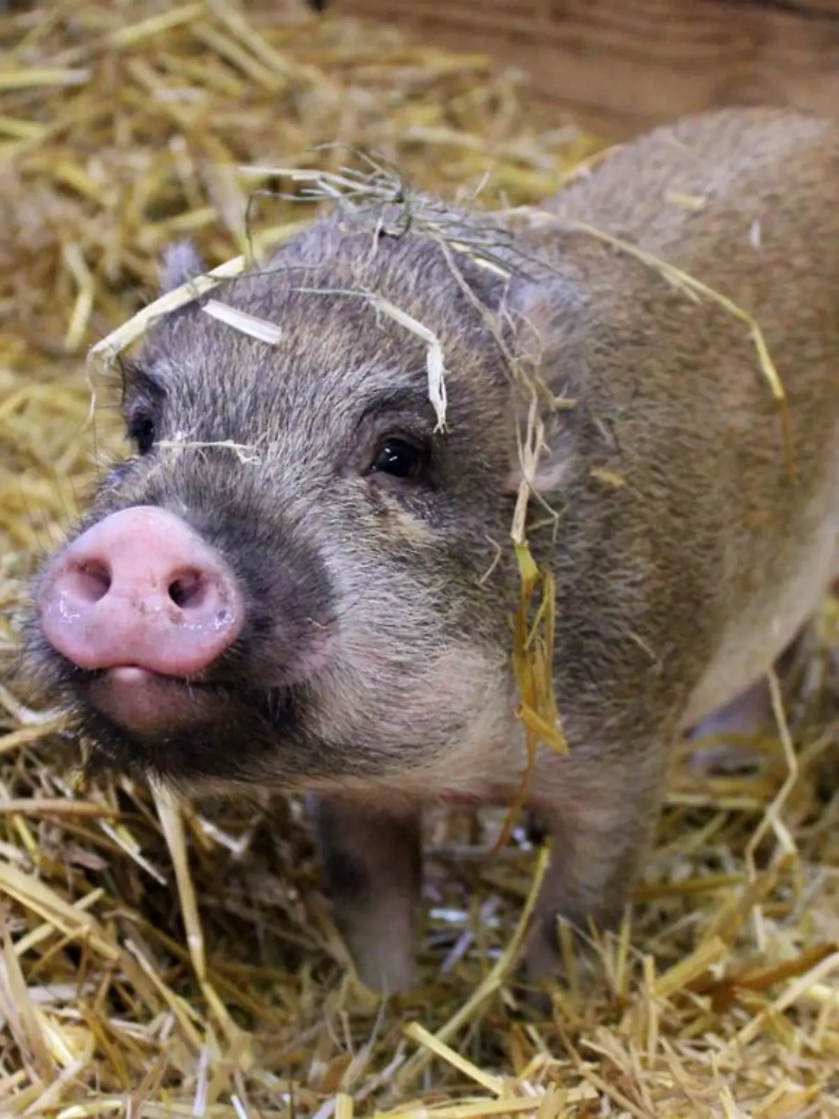 Der süße Eduardt kam als behördliche Sicherstellung zum Hamburger Tierschutzverein.