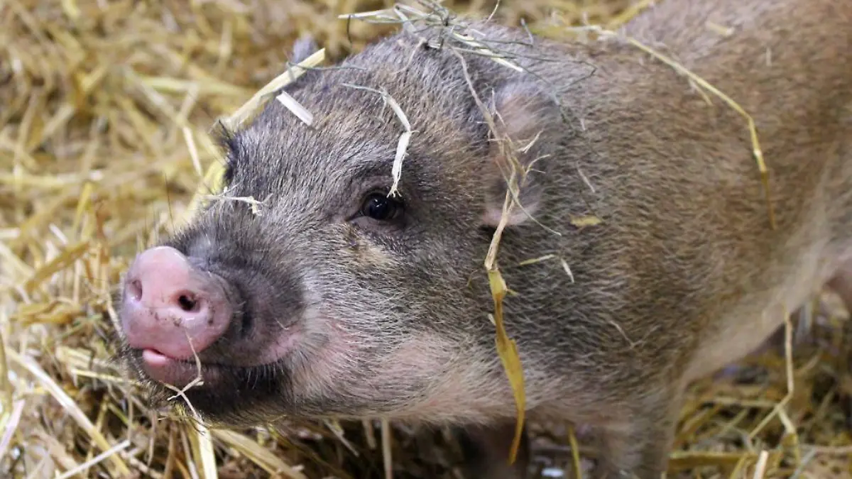 Der süße Eduardt kam als behördliche Sicherstellung zum Hamburger Tierschutzverein.