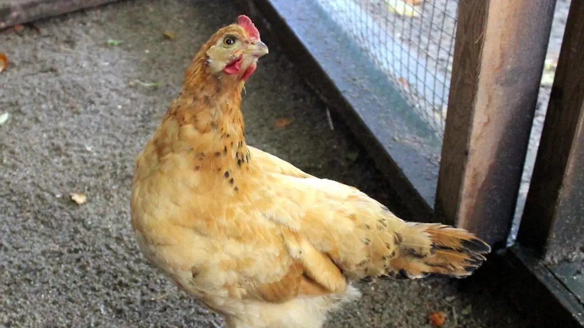 Dieses süße Huhn möchte nicht alleine sein und deshalb braucht sie ein artgemäßes Zuhause und eine Gruppe mit Artgenossen, sowie einen großen Auslauf.