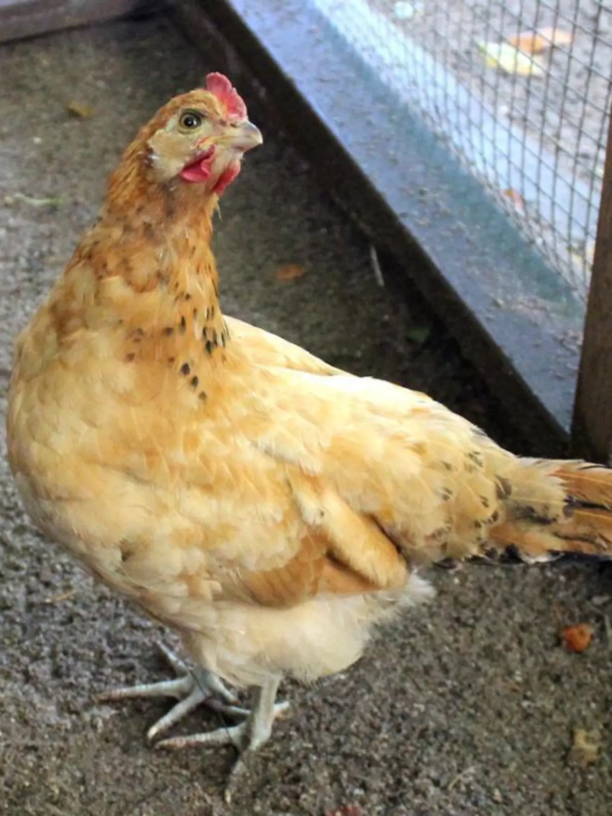 Dieses süße Huhn möchte nicht alleine sein und deshalb braucht sie ein artgemäßes Zuhause und eine Gruppe mit Artgenossen, sowie einen großen Auslauf.