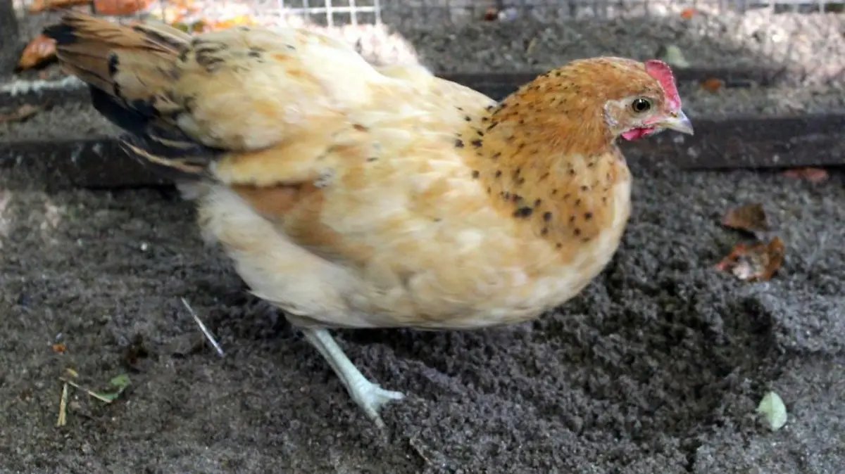 Dieses süße Huhn möchte nicht alleine sein und deshalb braucht sie ein artgemäßes Zuhause und eine Gruppe mit Artgenossen, sowie einen großen Auslauf.