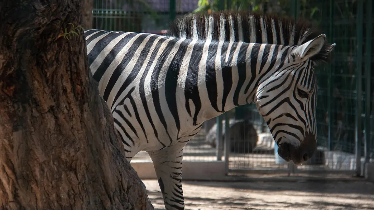 Ein Zebra spaziert im Zoo «Zoochilpan». Ein ehemaliger Zoodirektor dieser Einrichtung soll dem örtlichen Umweltministerium zufolge vier Zwergziegen für die Tacos der Jahresendparty töten und kochen lassen haben. (zu dpa «Verdacht auf Ziegen-Tacos: Mexiko ermittelt gegen Ex-Zoodirektor»)
