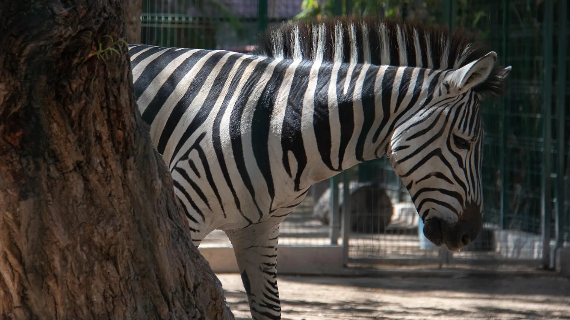 Ein Zebra spaziert im Zoo «Zoochilpan». Ein ehemaliger Zoodirektor dieser Einrichtung soll dem örtlichen Umweltministerium zufolge vier Zwergziegen für die Tacos der Jahresendparty töten und kochen lassen haben. (zu dpa «Verdacht auf Ziegen-Tacos: Mexiko ermittelt gegen Ex-Zoodirektor»)