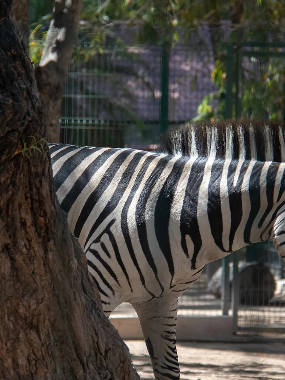 Ein Zebra spaziert im Zoo «Zoochilpan». Ein ehemaliger Zoodirektor dieser Einrichtung soll dem örtlichen Umweltministerium zufolge vier Zwergziegen für die Tacos der Jahresendparty töten und kochen lassen haben. (zu dpa «Verdacht auf Ziegen-Tacos: Mexiko ermittelt gegen Ex-Zoodirektor»)