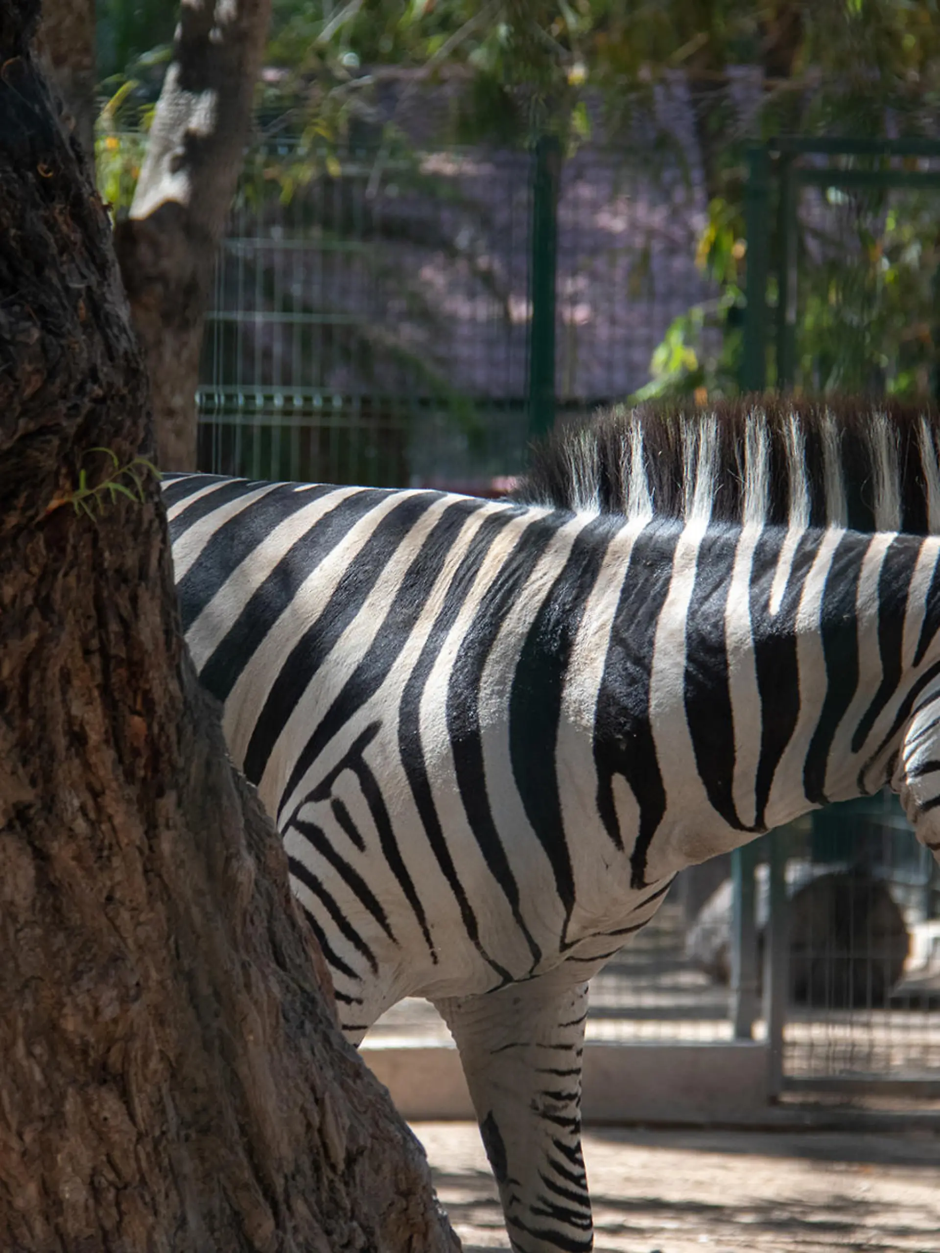 Ein Zebra spaziert im Zoo «Zoochilpan». Ein ehemaliger Zoodirektor dieser Einrichtung soll dem örtlichen Umweltministerium zufolge vier Zwergziegen für die Tacos der Jahresendparty töten und kochen lassen haben. (zu dpa «Verdacht auf Ziegen-Tacos: Mexiko ermittelt gegen Ex-Zoodirektor»)