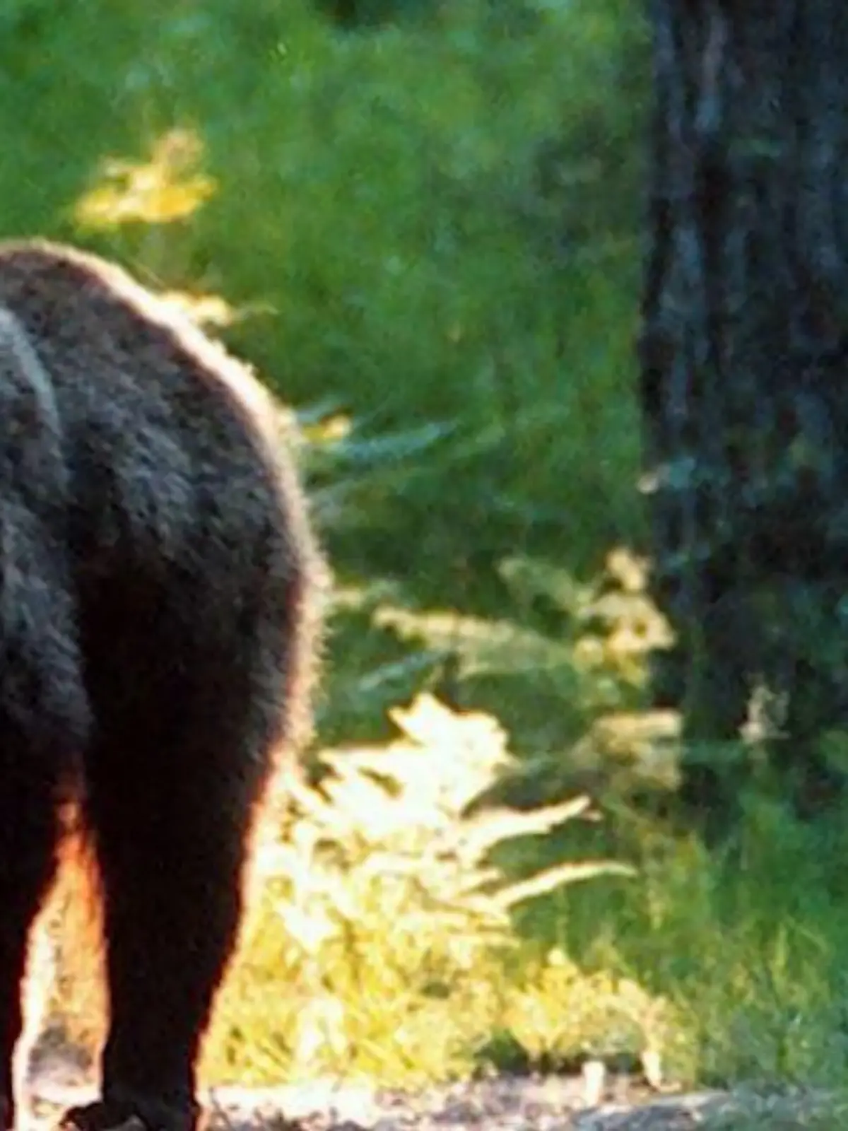 Problembär "Gaia": Sie hat Andrea Papi umgebracht