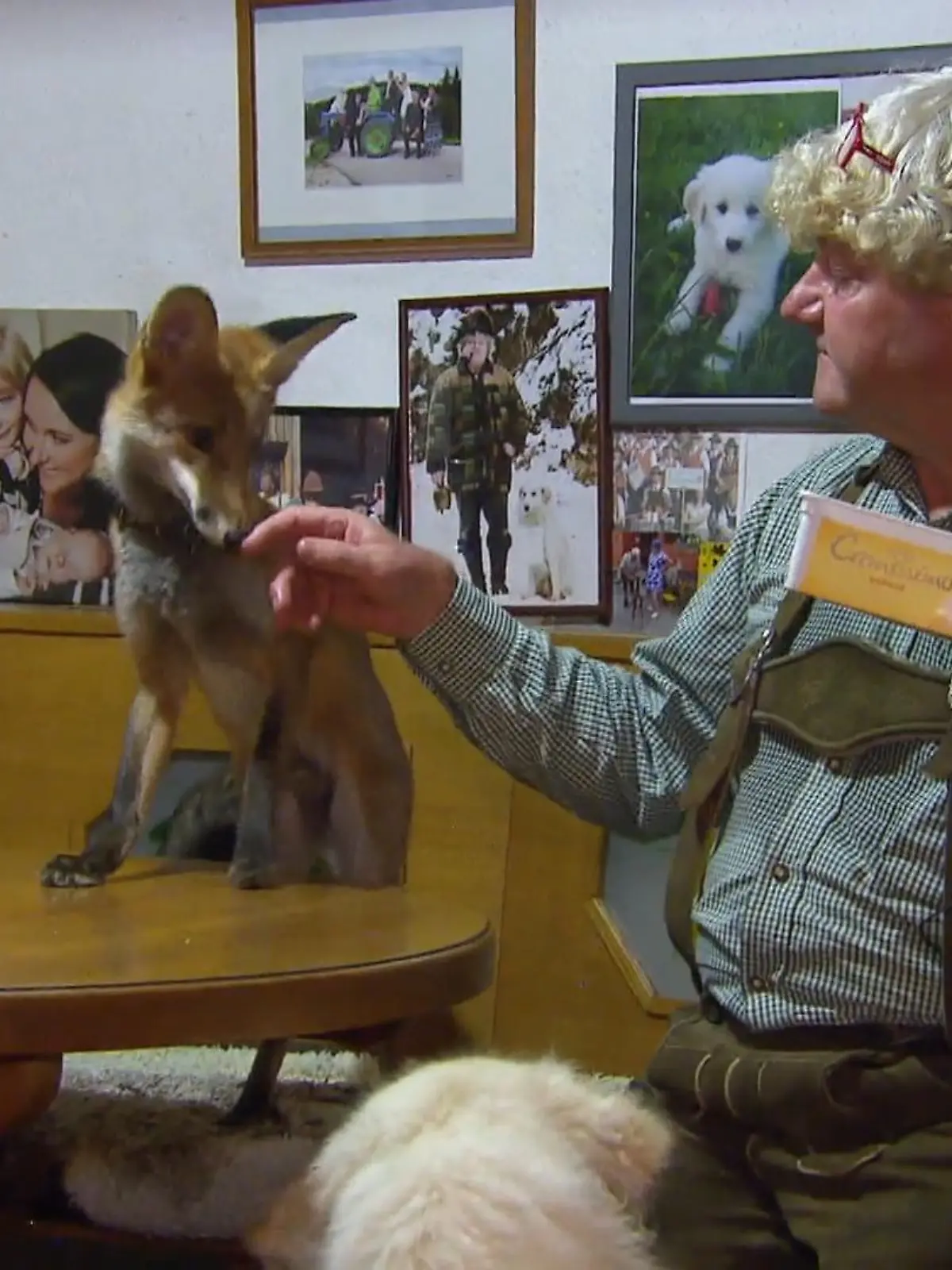 Bürgermeister nimmt Fuchsbaby Arthur bei sich auf.