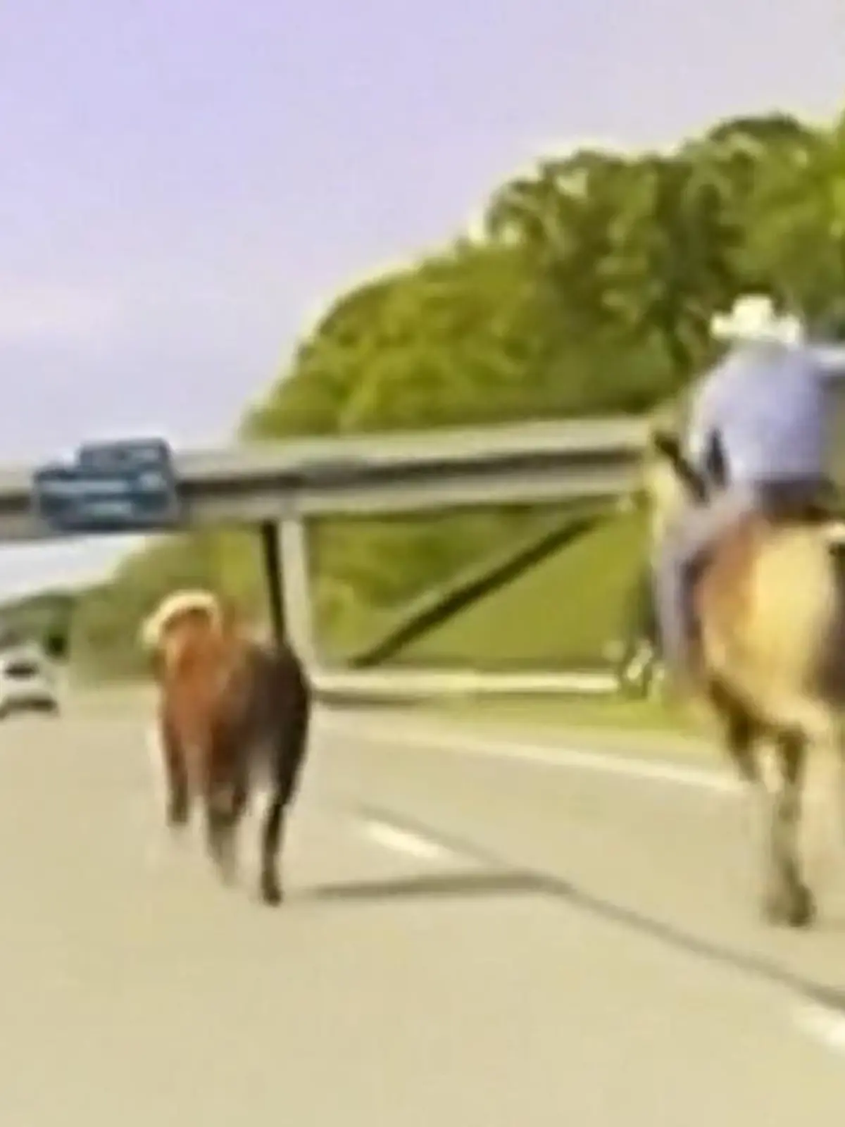Mitten auf einer Autobahn in Detroit in den USA spielen sich Szenen ab, wie im Wilden Westen. Ein Rind ist ausgebüxt, irrt über eine dreispurige Straße und bringt nicht nur sich, sondern auch die Autofahrer in Gefahr.  Die skurrilen Szenen sehen Sie im Video.