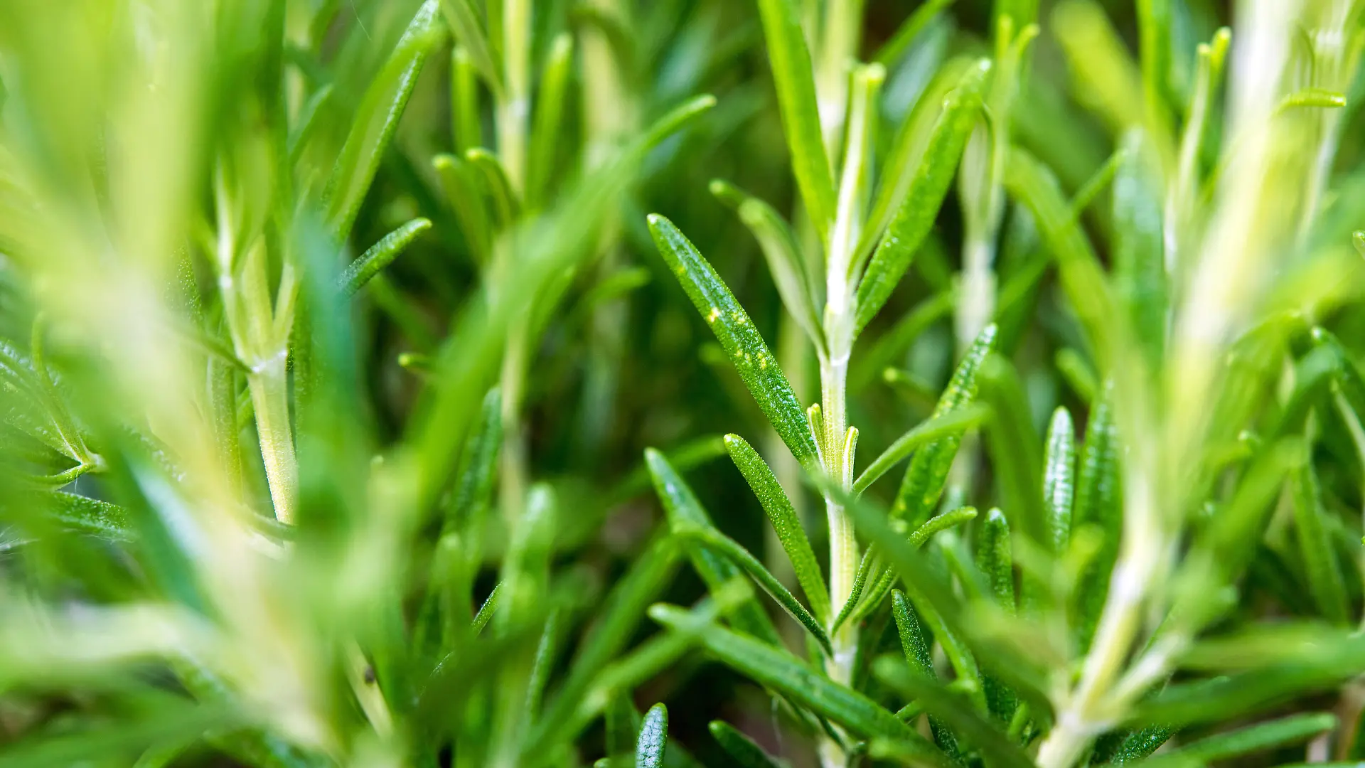 Rosmarin wächst in einem Kräutergarten in Sieversdorf (Brandenburg), fotografiert am 28.06.2015. Rosmarin (Rosmarinus officinalis) enthält ätherische Öle, die bei Blähungen und auch gegen ein Völlegefühl helfen können. Foto: Patrick Pleul