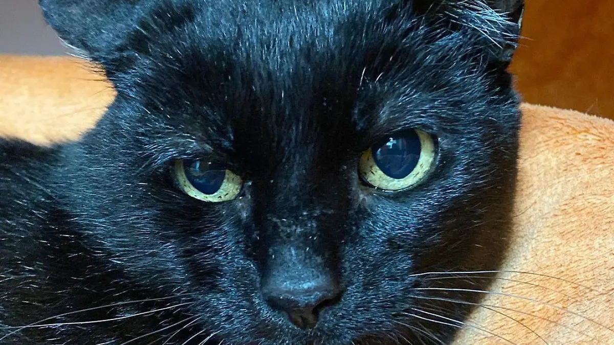 Kater Moses nach seiner Behandlung in Deutschland