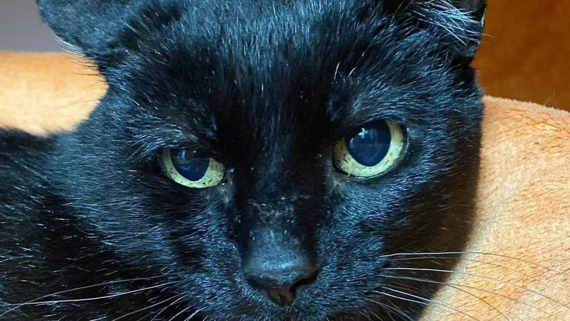 Kater Moses nach seiner Behandlung in Deutschland