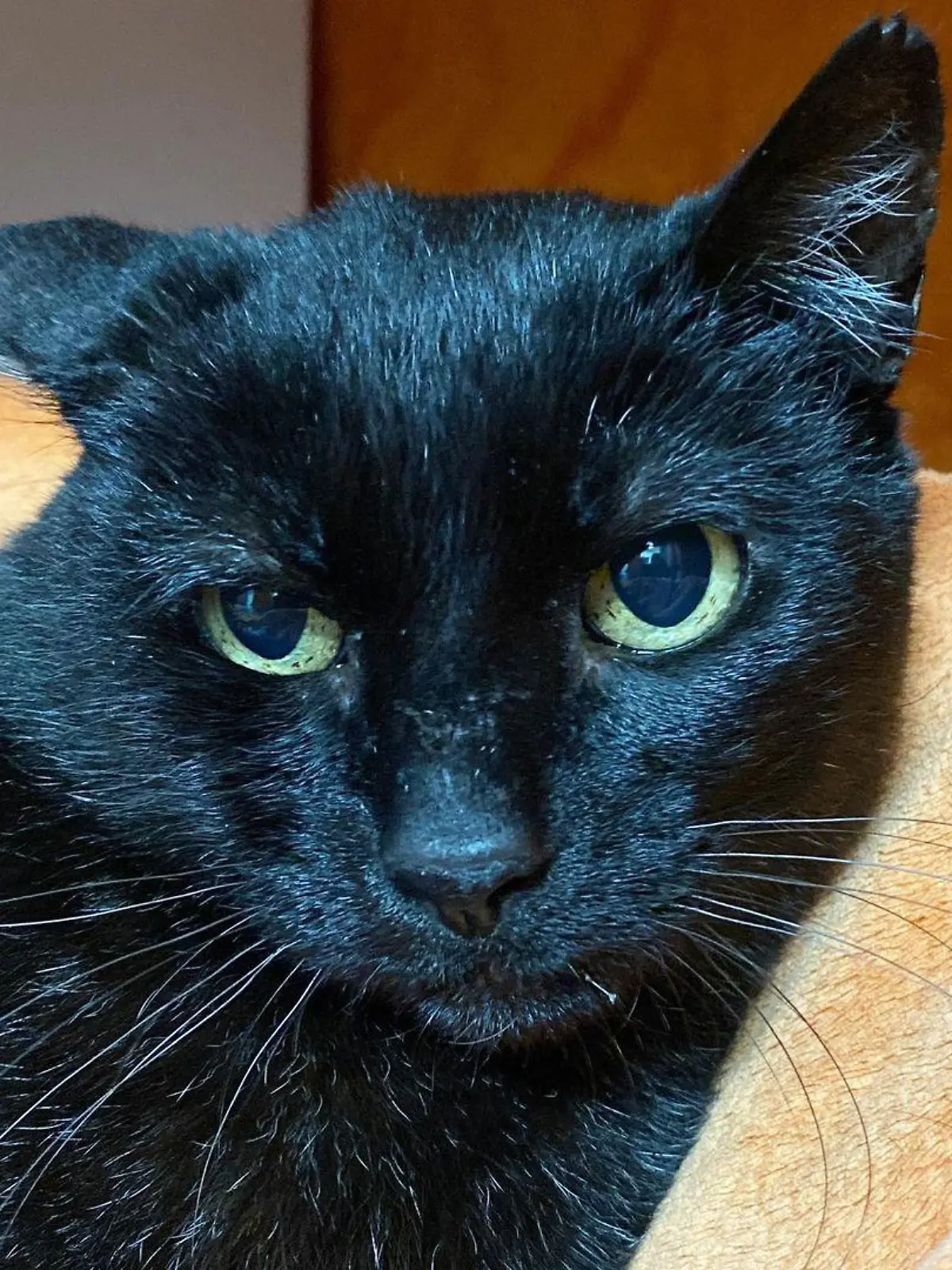Kater Moses nach seiner Behandlung in Deutschland