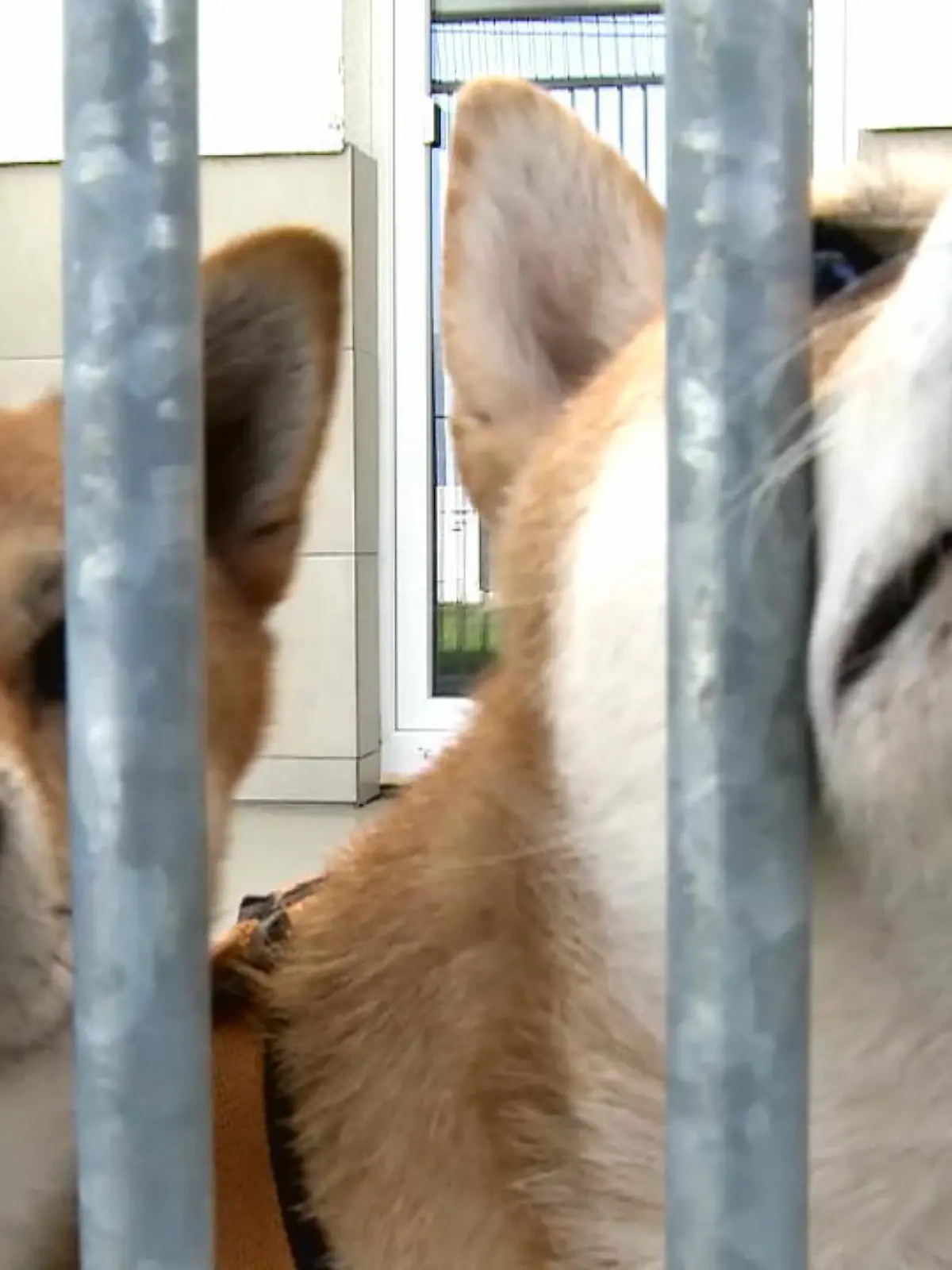 Bild zu: "Tierheime sind voll"