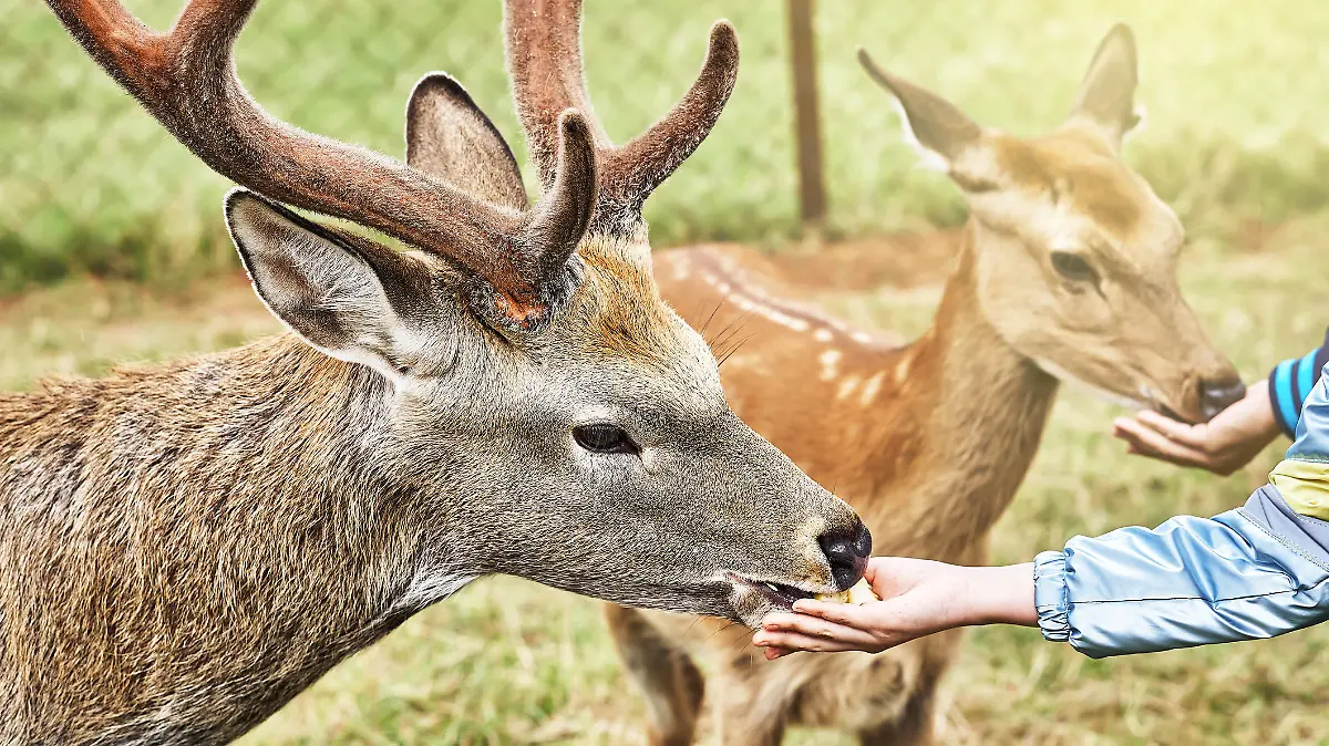 Dappled deers on a reindeer farm. Deer feeding. Dappled deers eats from hands