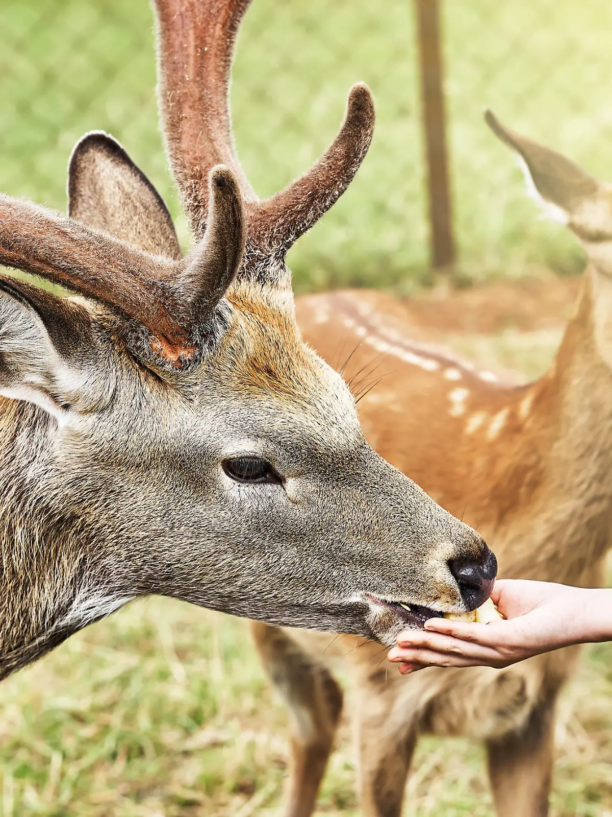 Dappled deers on a reindeer farm. Deer feeding. Dappled deers eats from hands