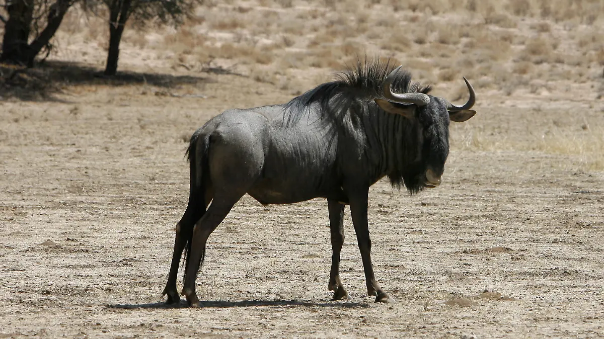 Ein Gnu im Kgalagadi Transfrontier Park (Aufnahme vom 18.09.2009). Der 38000 Quadratmeter große Park war der erste grenzüberschreitende Park in Afrika. Er entstand aus dem ehemaligen Kalahari Gemsbock Park im Norden Südafrikas und dem ehemaligen Gemsbock National Park Botswana. Foto: Bernd Settnik