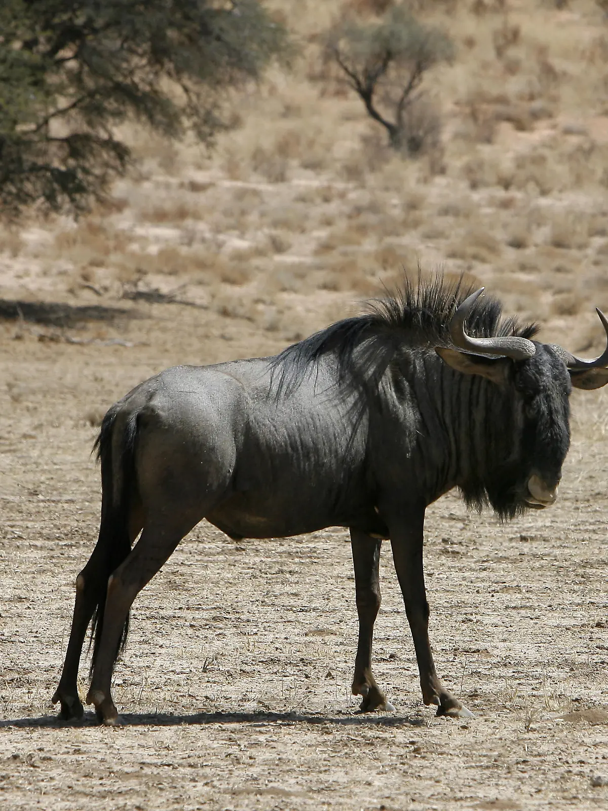 Ein Gnu im Kgalagadi Transfrontier Park (Aufnahme vom 18.09.2009). Der 38000 Quadratmeter große Park war der erste grenzüberschreitende Park in Afrika. Er entstand aus dem ehemaligen Kalahari Gemsbock Park im Norden Südafrikas und dem ehemaligen Gemsbock National Park Botswana. Foto: Bernd Settnik