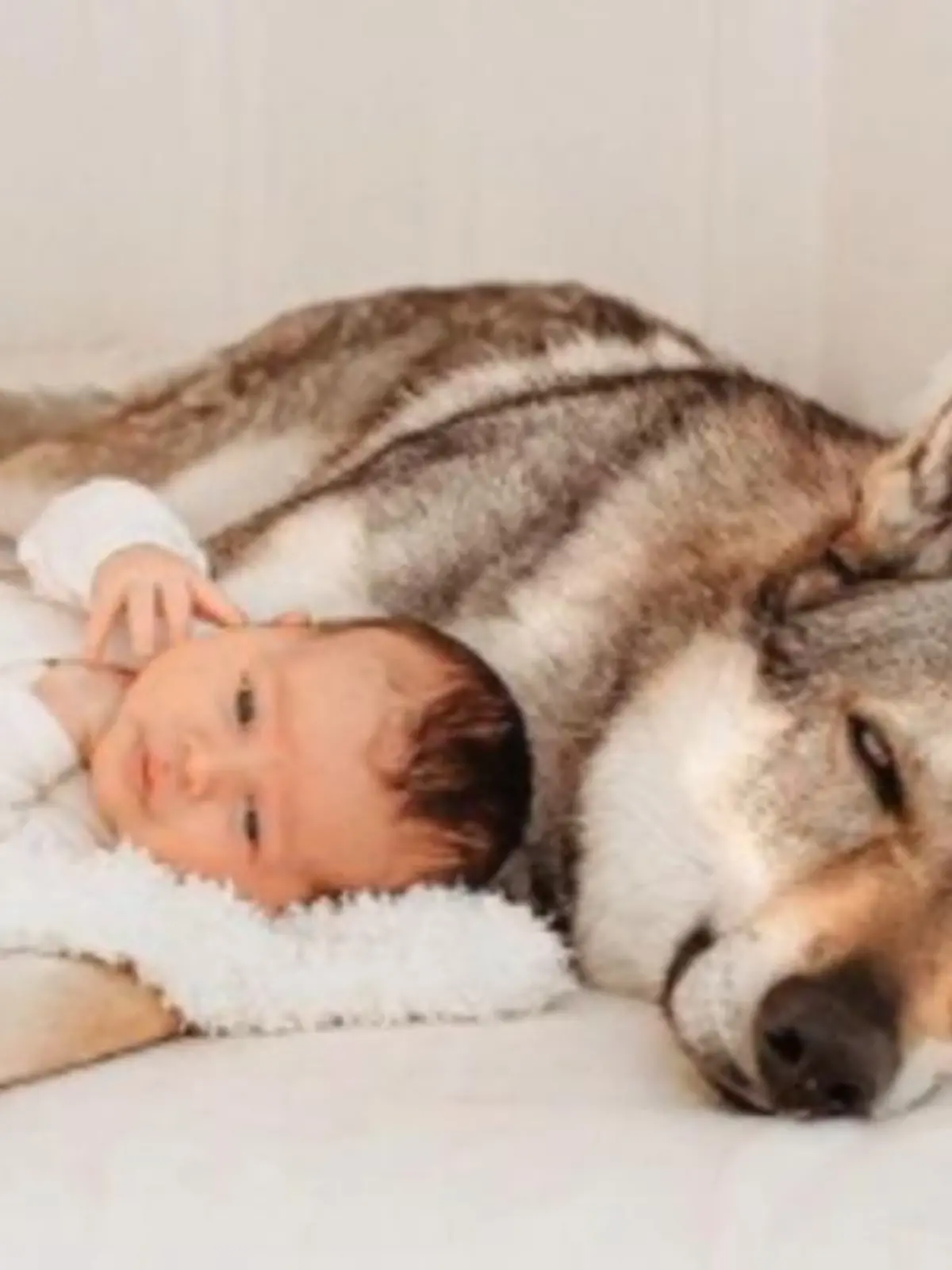 Bild zu: "Hier kuschelt ein Wolf mit einem Baby!"