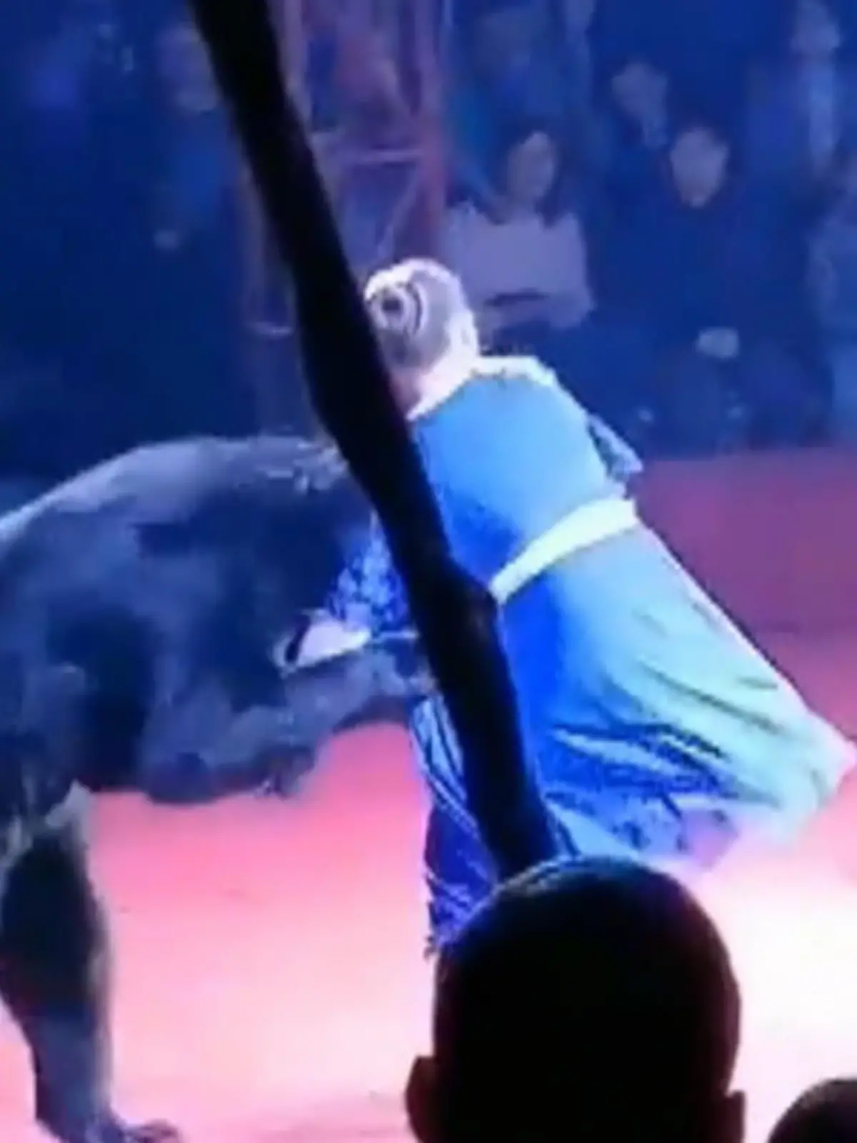 Ein Bär hat während einer Zirkusvorstellung in der russischen Stadt Orjol südwestlich von Moskau eine Trainerin angegriffen und verletzt.