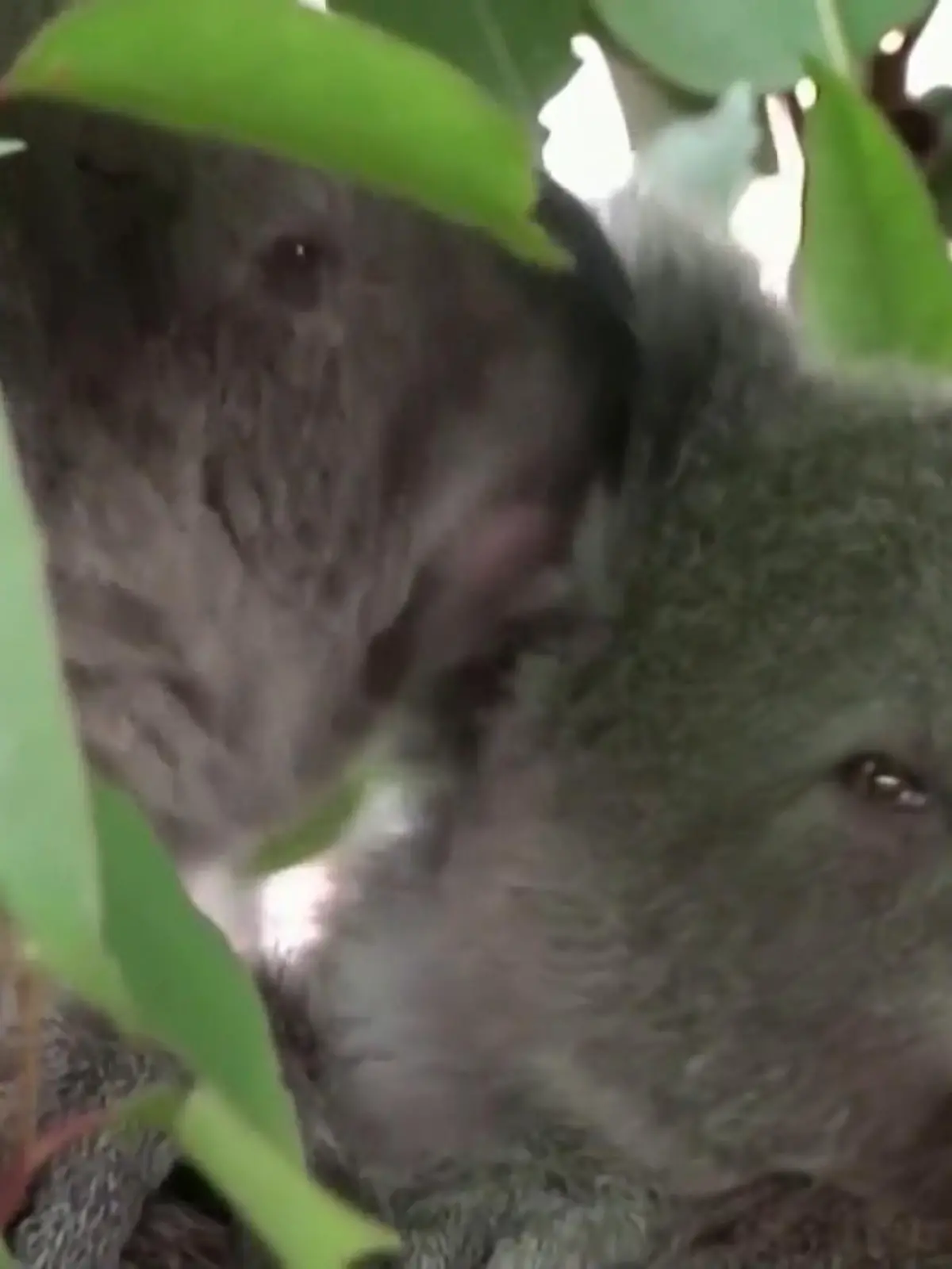 In Australien hat ein Pilotprojekt begonnen: Rund 400 Koalas sollen gegen Chlamydien geimpft werden. Die Bakterien können durch Geschlechtsverkehr übertragen werden und bei den Tieren zur Unfruchtbarkeit, Blindheit und sogar zum Tod führen. Durch eine Impfung möchte man die vom Aussterben bedrohte Rasse erhalten.