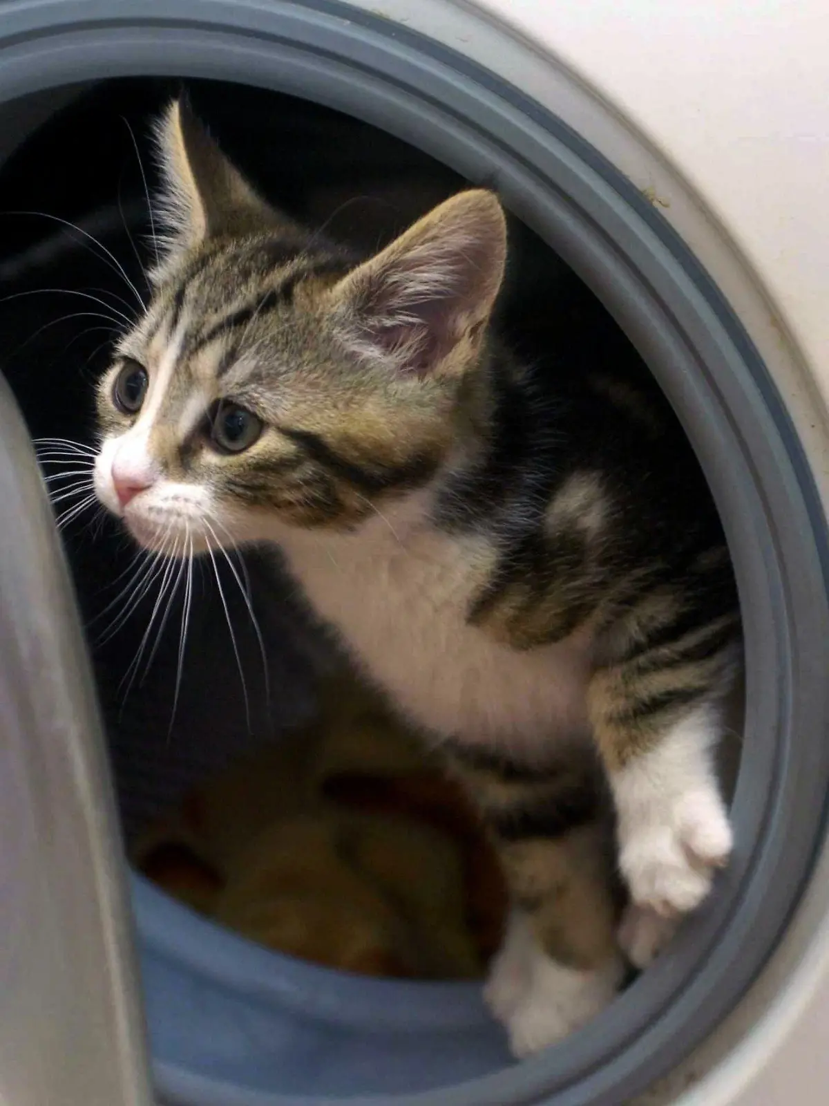 Eight-week-old kitten Milo and the washing machine that nearly killed him after he climbed in through curiosity, Monday 01 November 2004. Milo disappeared at Ginny Troth's house in Astwood Bank, Redditch, Worcestershire, and bedded down in the laundry for a cat-nap. But Mrs Troth, who had been searching for him, unwittingly switched on the machine for a spin wash. Mrs Troth, 52, said she only realised where the inquisitive tabby might be about halfway through the cycle. Foto: RUI VIEIRA