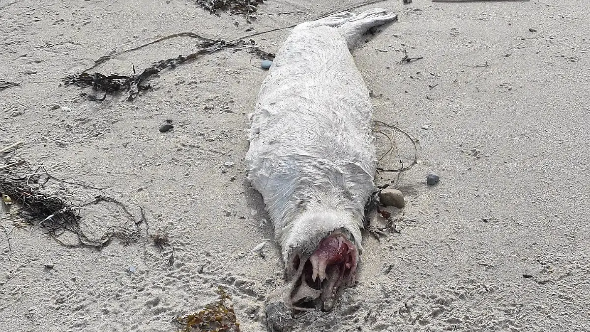 Toter Seehund in Wales