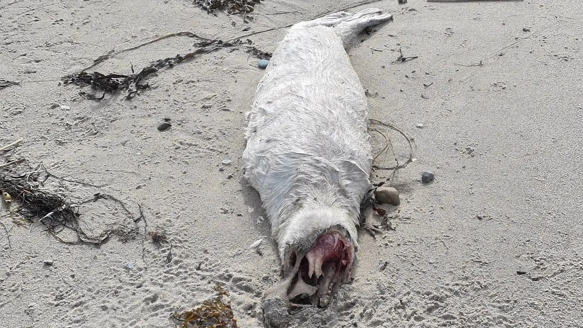 Toter Seehund in Wales