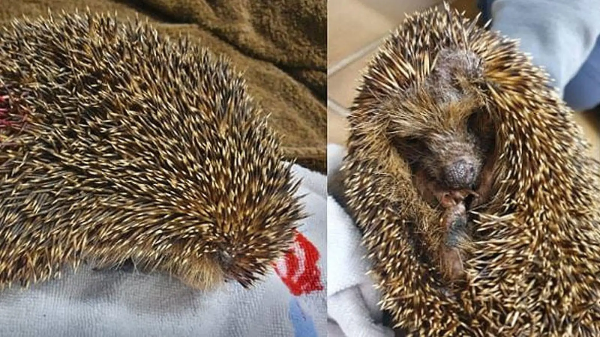 Ist dieser Igel aus einer anderen Fundstation entlaufen?