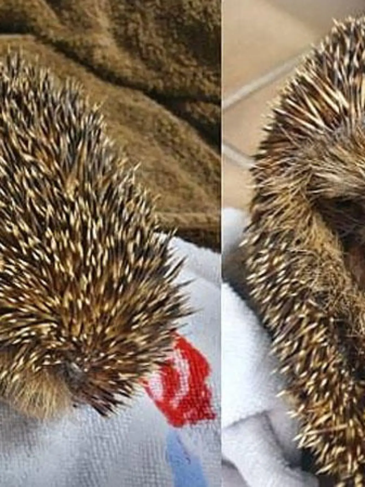 Ist dieser Igel aus einer anderen Fundstation entlaufen?