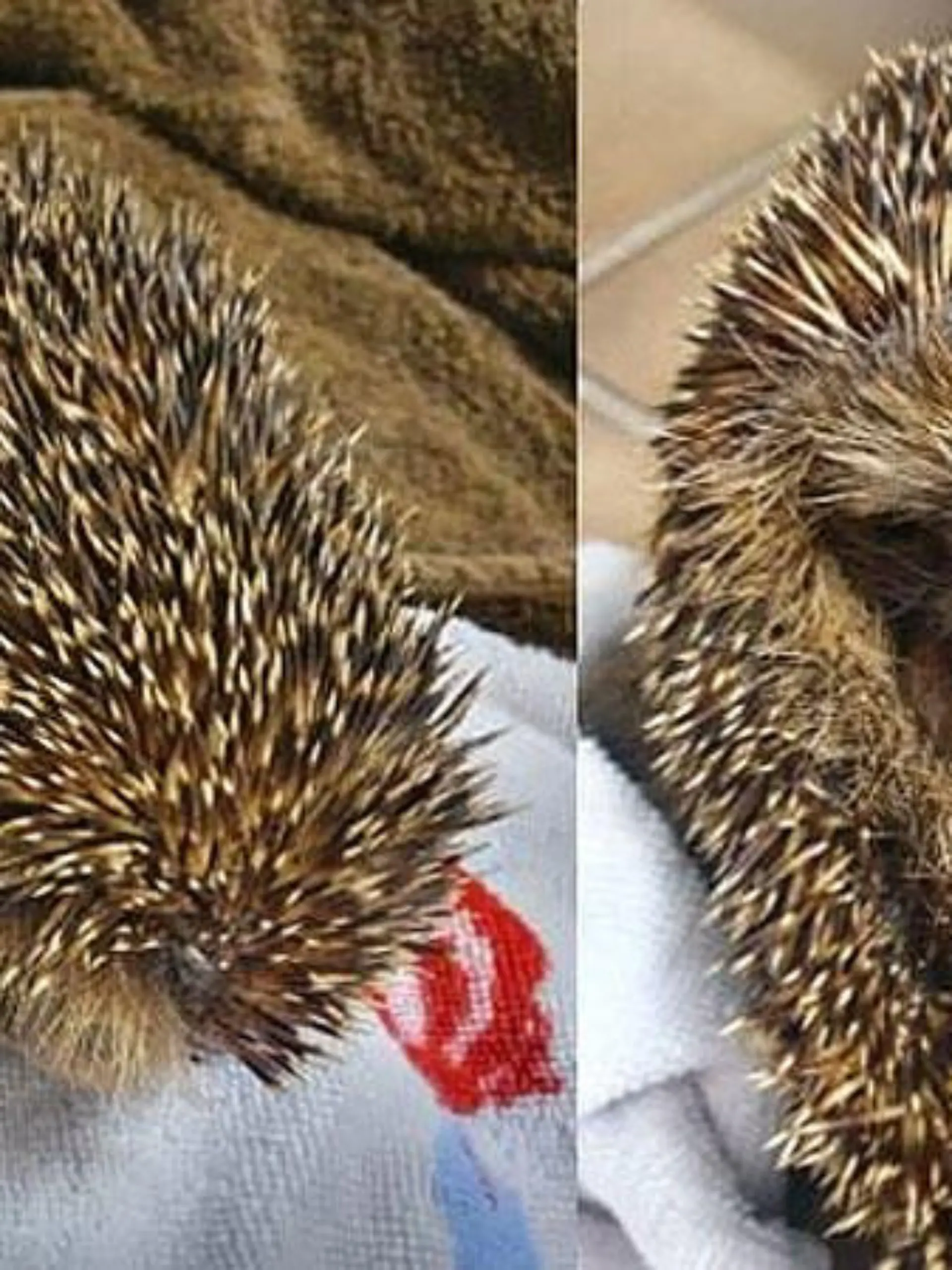 Ist dieser Igel aus einer anderen Fundstation entlaufen?