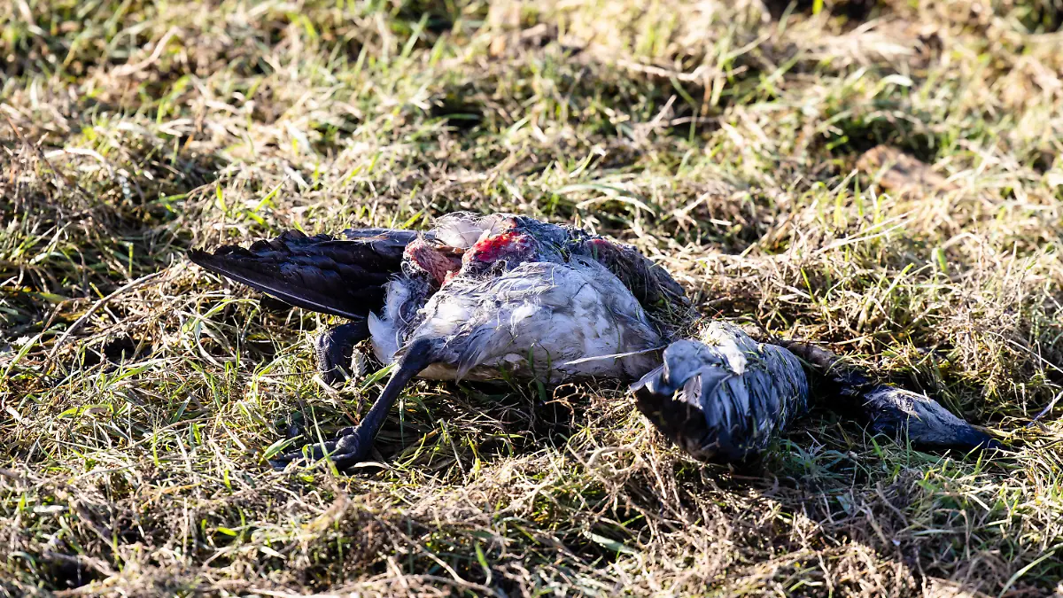 04.11.2020, Schleswig-Holstein, Rickelsbüller Koog: Eine tote Nonnengans liegt hinter einem Deich. In der Gemeinde im Kreis Nord-Friesland waren zuletzt rund 1000 verendete Wildvögel entdeckt worden. Angesichts der Vielzahl der Tiere sei es naheliegend, dass viele dieser Tiere Opfer der Geflügelpest geworden seien, sagte ein Sprecher des Umwelt- und Landwirtschaftsministeriums am Mittwoch in Kiel. Foto: Frank Molter/dpa +++ dpa-Bildfunk +++