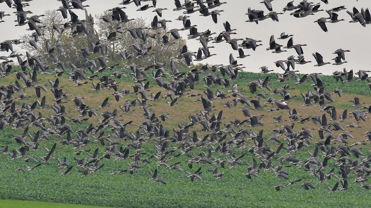 ARCHIV - 21.10.2019, Brandenburg, Regenmantel: Wildgänse fliegen von einem Feld in den trüben Himmel. (zu dpa "Experten: Hohes Risiko für Geflügelpest durch Vogelzug im Herbst") Foto: Patrick Pleul/dpa-Zentralbild/dpa +++ dpa-Bildfunk +++