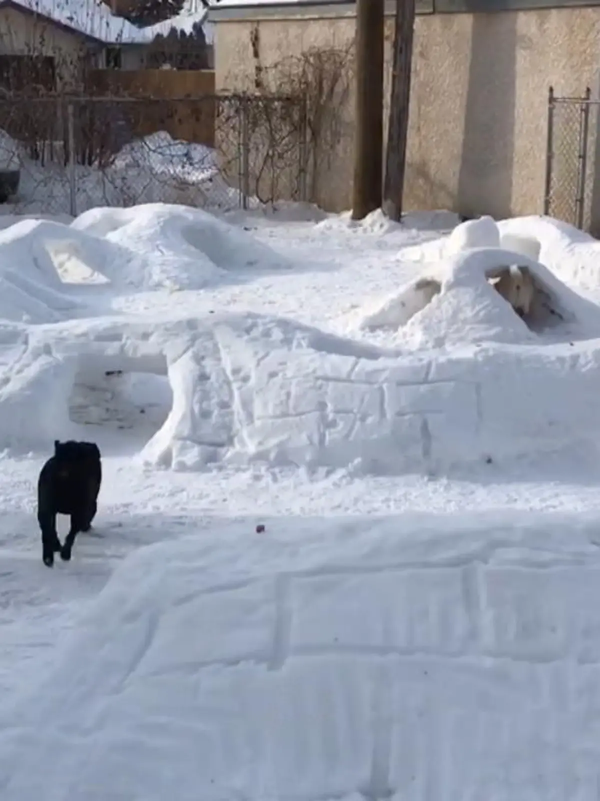 Ein Kanadier hat vor seiner Haustür einen Schnee-Parcours für seine Hunde gebaut. Die haben sichtliche Spaß an den Tunneln.
