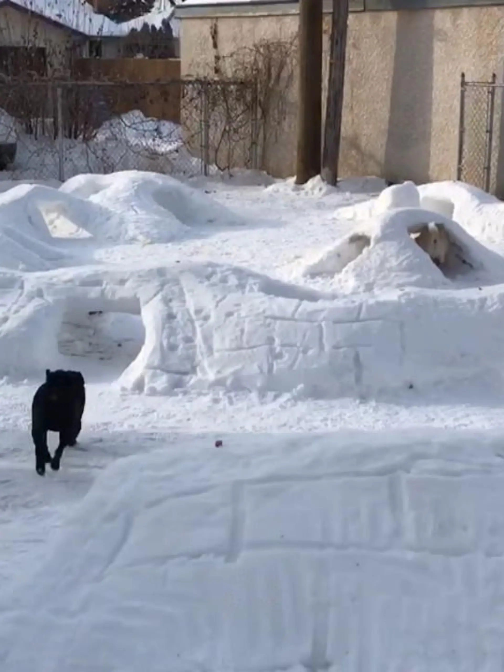 Ein Kanadier hat vor seiner Haustür einen Schnee-Parcours für seine Hunde gebaut. Die haben sichtliche Spaß an den Tunneln.