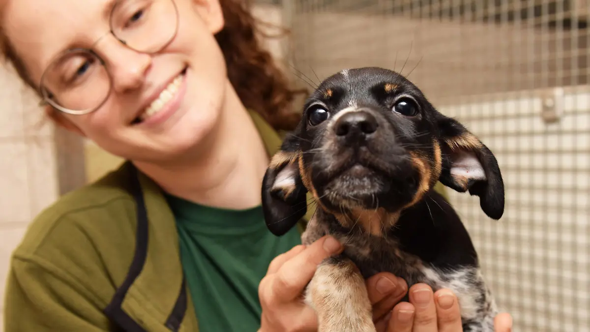 Jack-Russel-Mischling Colja